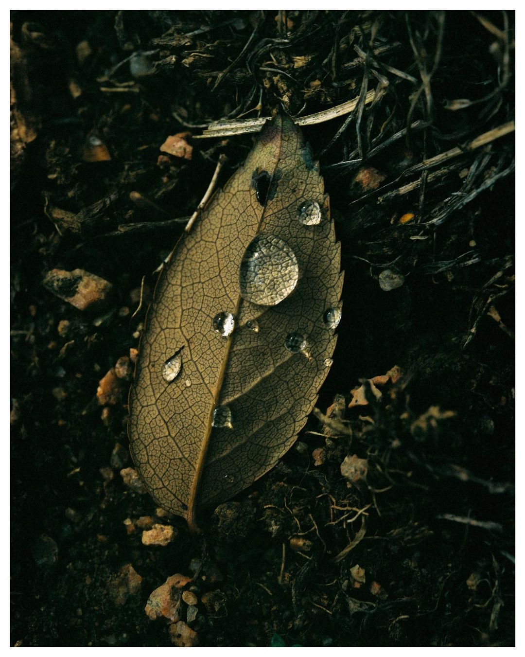 Macro photo of a veined leaf with water droplets on dark ground. The leaf is brown, and water droplets are round and reflect light.