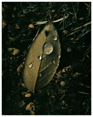 Macro photo of a veined leaf with water droplets on dark ground. The leaf is brown, and water droplets are round and reflect light.