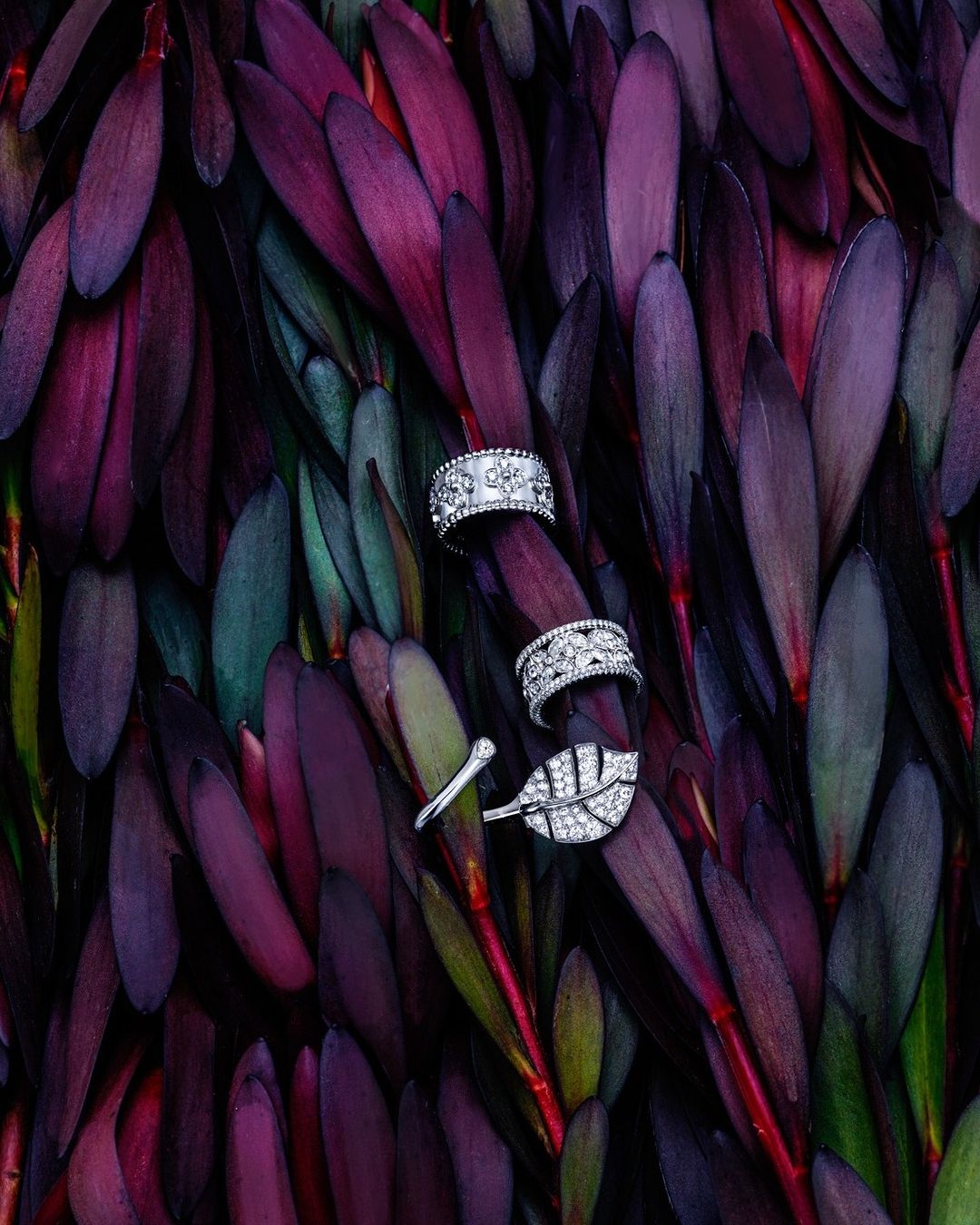 Elegant jewelry on a bed of dark purple leaves, featuring silver rings with intricate designs and leaf motif against rich, textured foliage.