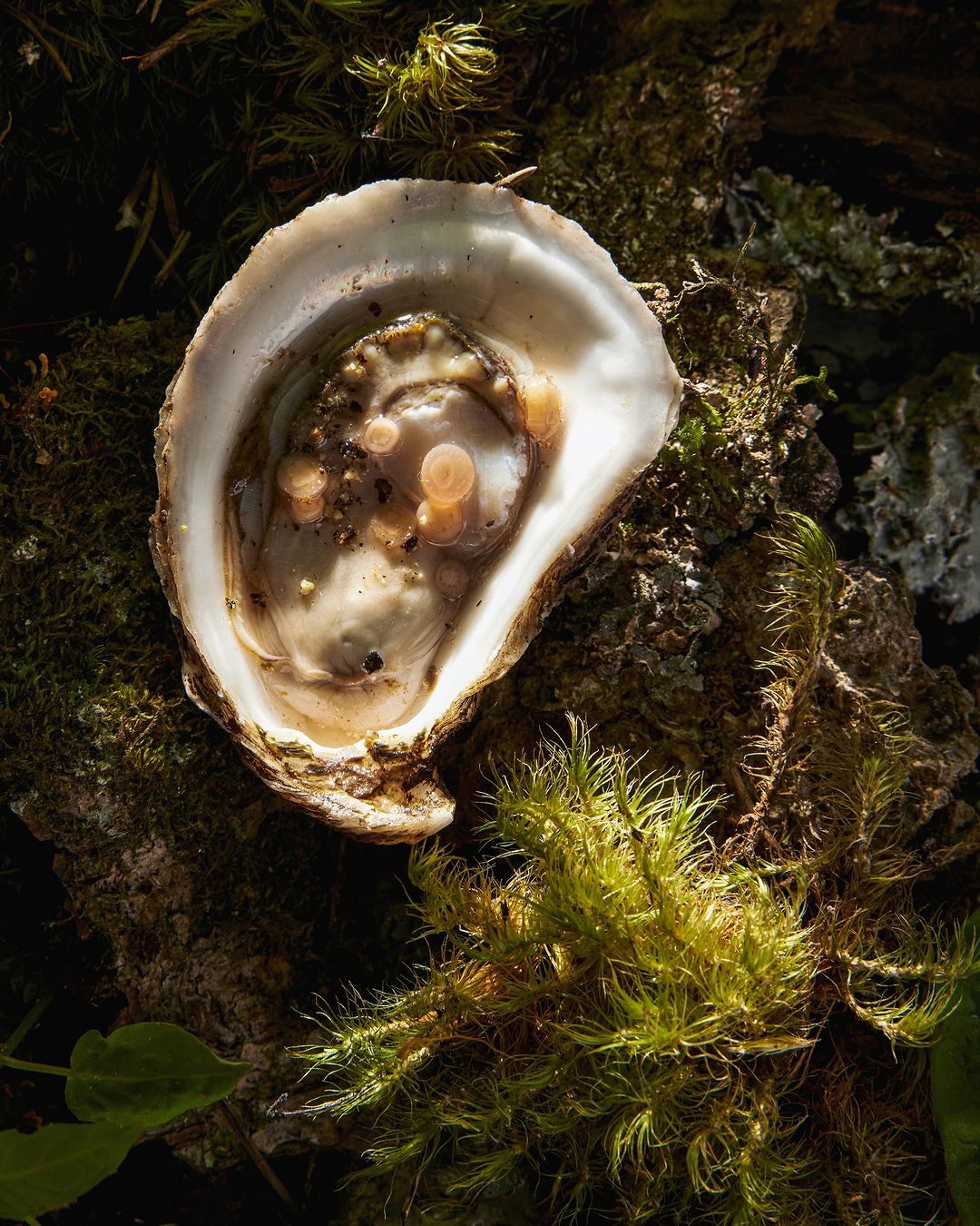 Oyster in its shell sits atop mossy wood in a close-up shot. The textures of the shell and moss create an organic, natural aesthetic.