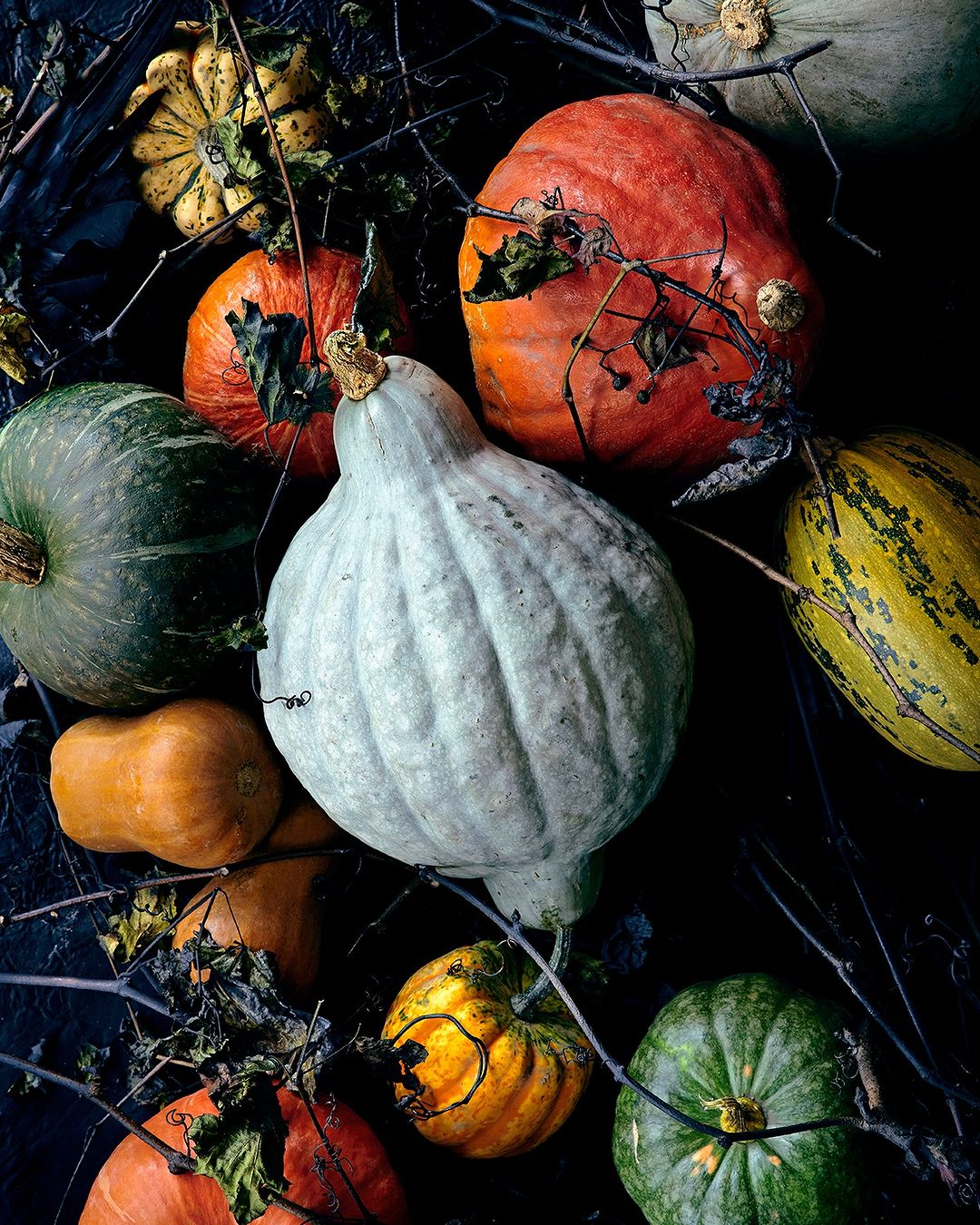 Close-up still life of a variety of gourds and pumpkins in shades of orange, yellow, green, and white, with a dark background.