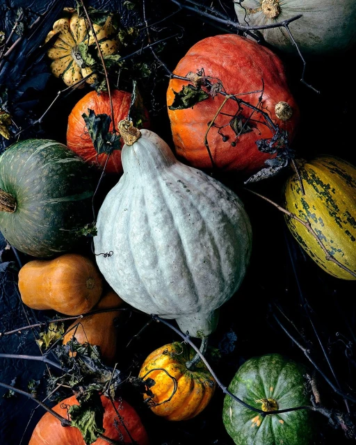 Close-up still life of a variety of gourds and pumpkins in shades of orange, yellow, green, and white, with a dark background.
