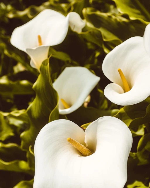 Close-up of calla lily blossoms with elegant white petals and yellow stamen surrounded by green leaves in a natural outdoor setting.