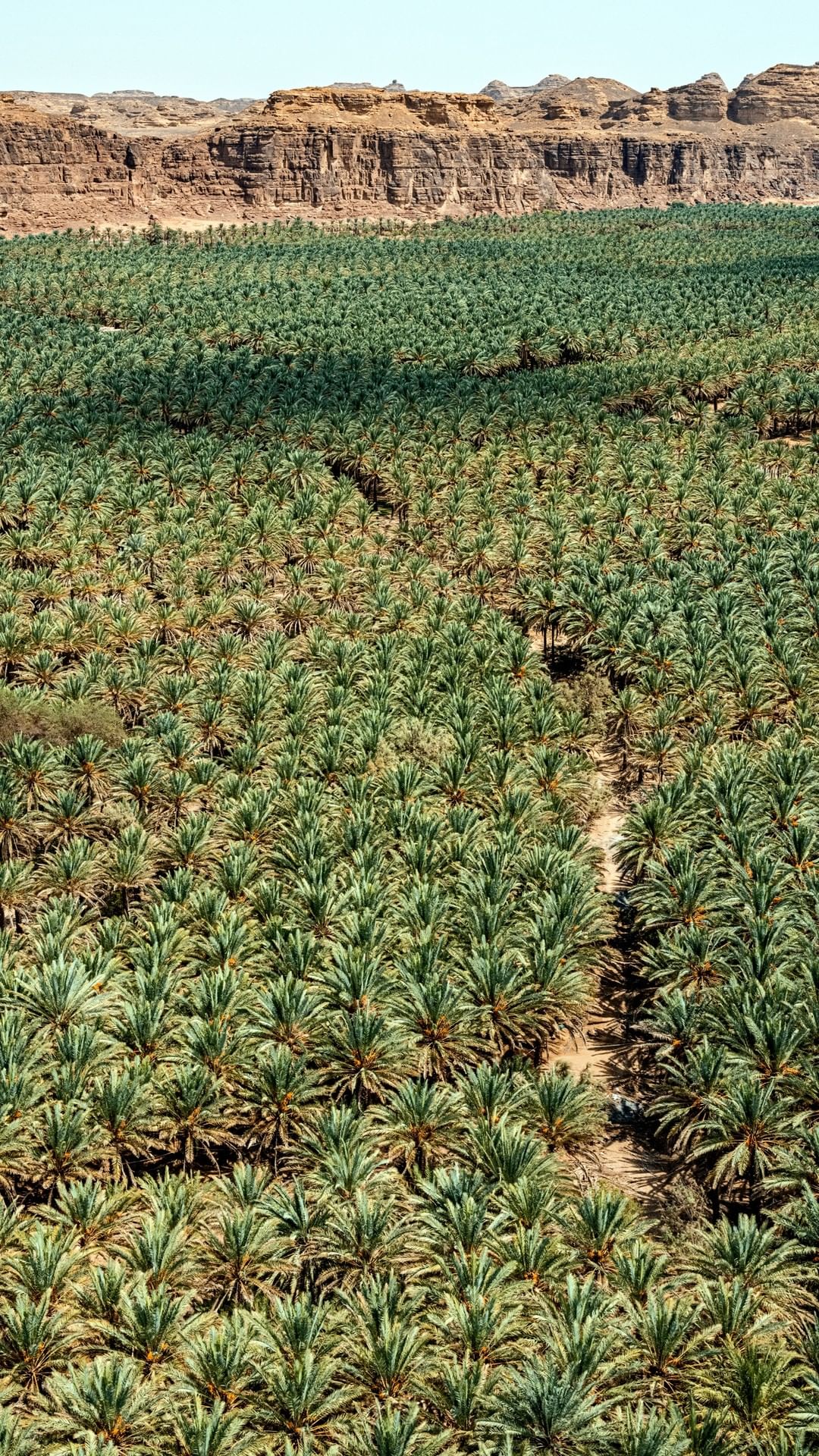 Extensive date palm grove, meticulously arranged, dominates the landscape beneath rocky cliffs under a clear sky, creating an oasis.