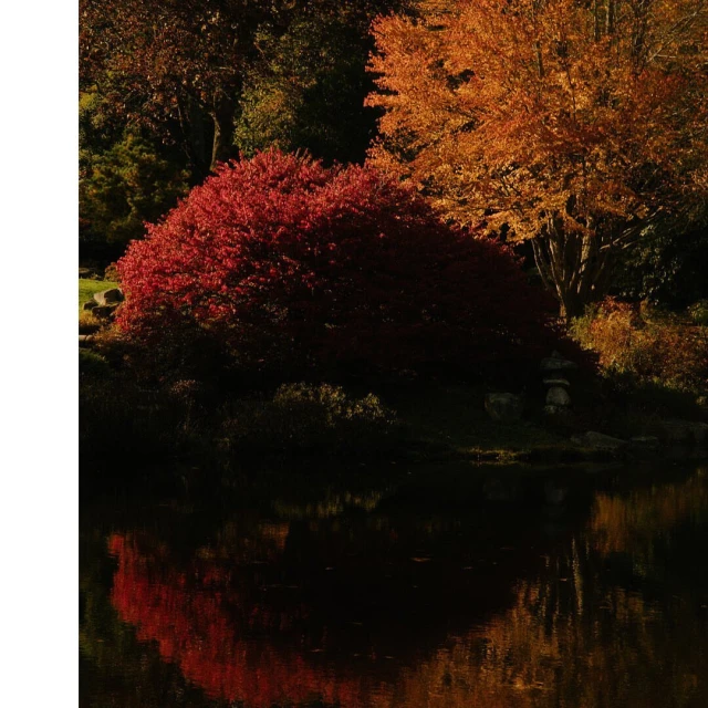 Autumn foliage reflects in a tranquil pond. Red and orange trees create a vibrant waterscape, enhanced by natural lighting and clear reflections.