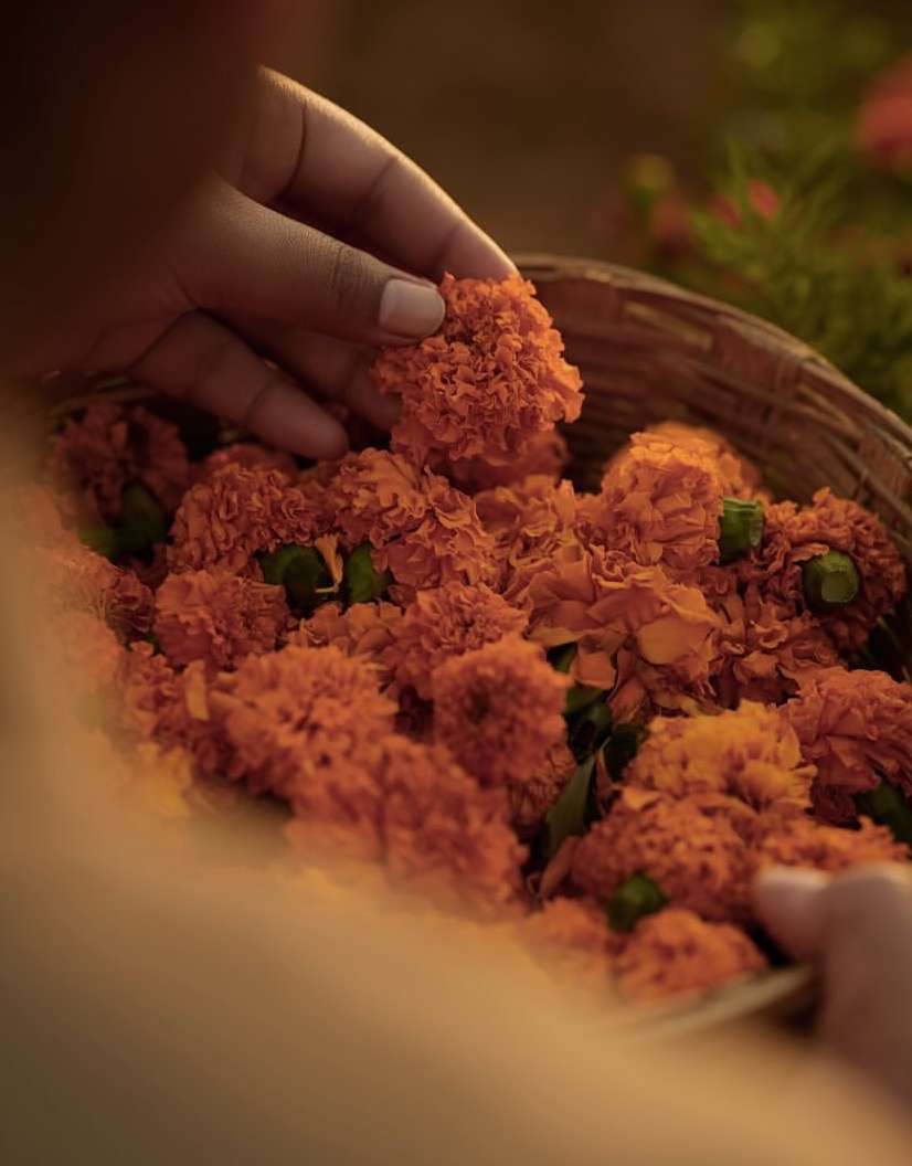 Hands arrange a heap of vibrant orange marigold flowers inside a woven basket, viewed in soft, warm lighting.