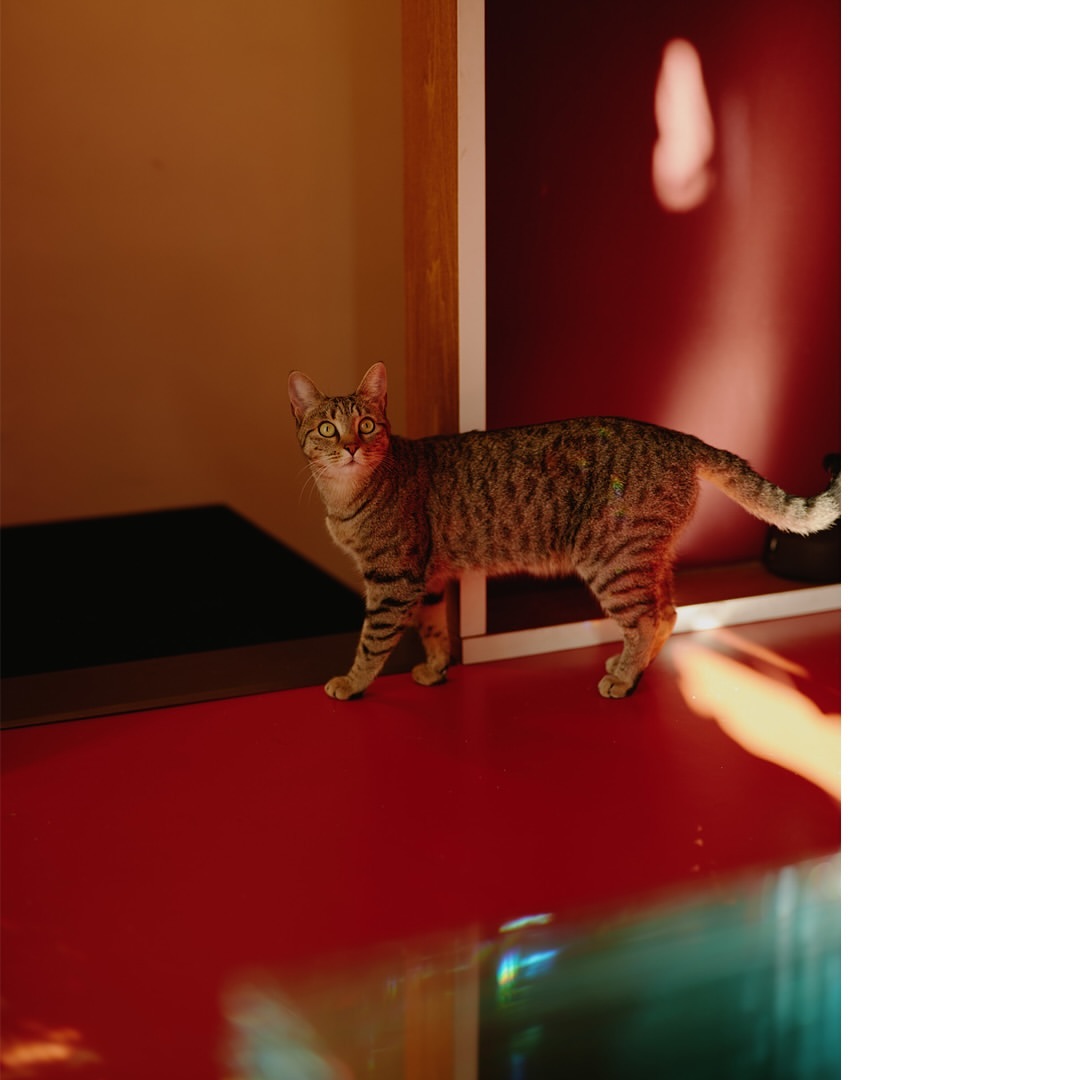 Striped tabby cat standing on a red surface in an interior space, near a framed image; indoors, warm light.