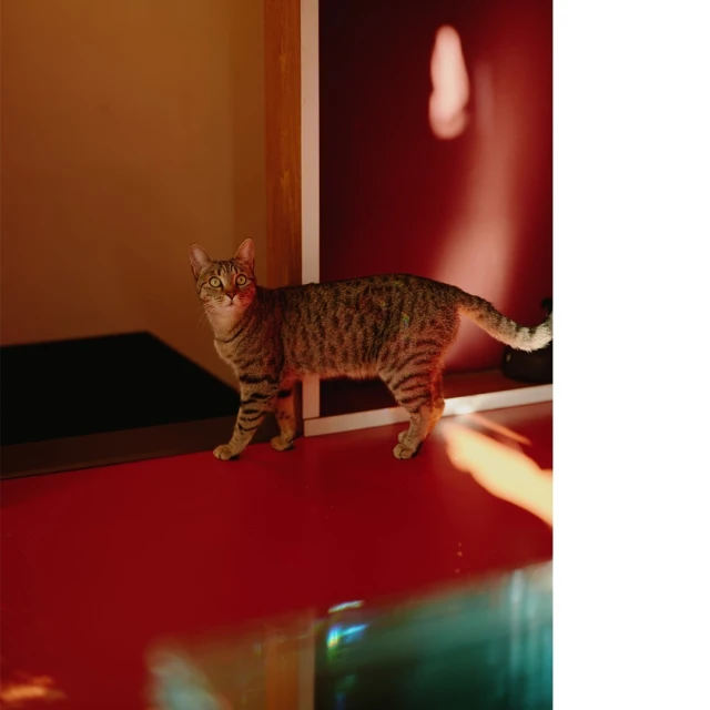 Striped tabby cat standing on a red surface in an interior space, near a framed image; indoors, warm light.