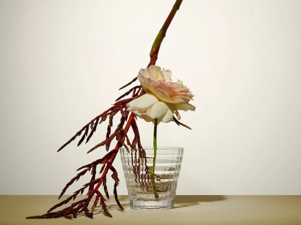 Close-up studio shot of a peach-colored rose and thin burgundy leaves in a clear glass vase set against a neutral background.
