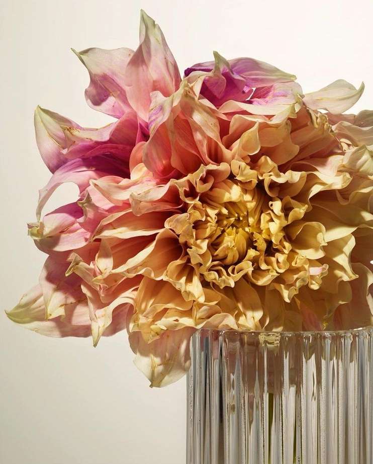 Close-up of a vibrant dahlia in a clear, fluted vase against a soft white background, showcasing its intricate petals and textures.