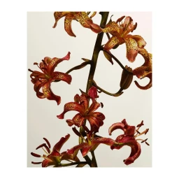 Close-up botanical photography of spotted red tiger lilies on a vertical stem against a neutral pale background by Roberto Badin.