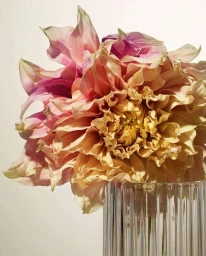 Close-up of a ruffled peach and pink dahlia flower in a ribbed glass vase against a neutral background