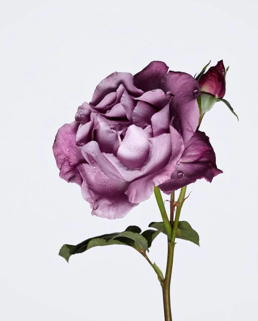 Close-up studio shot of a single purple rose blossom with water droplets, paired with a bud, set against a clean white background.