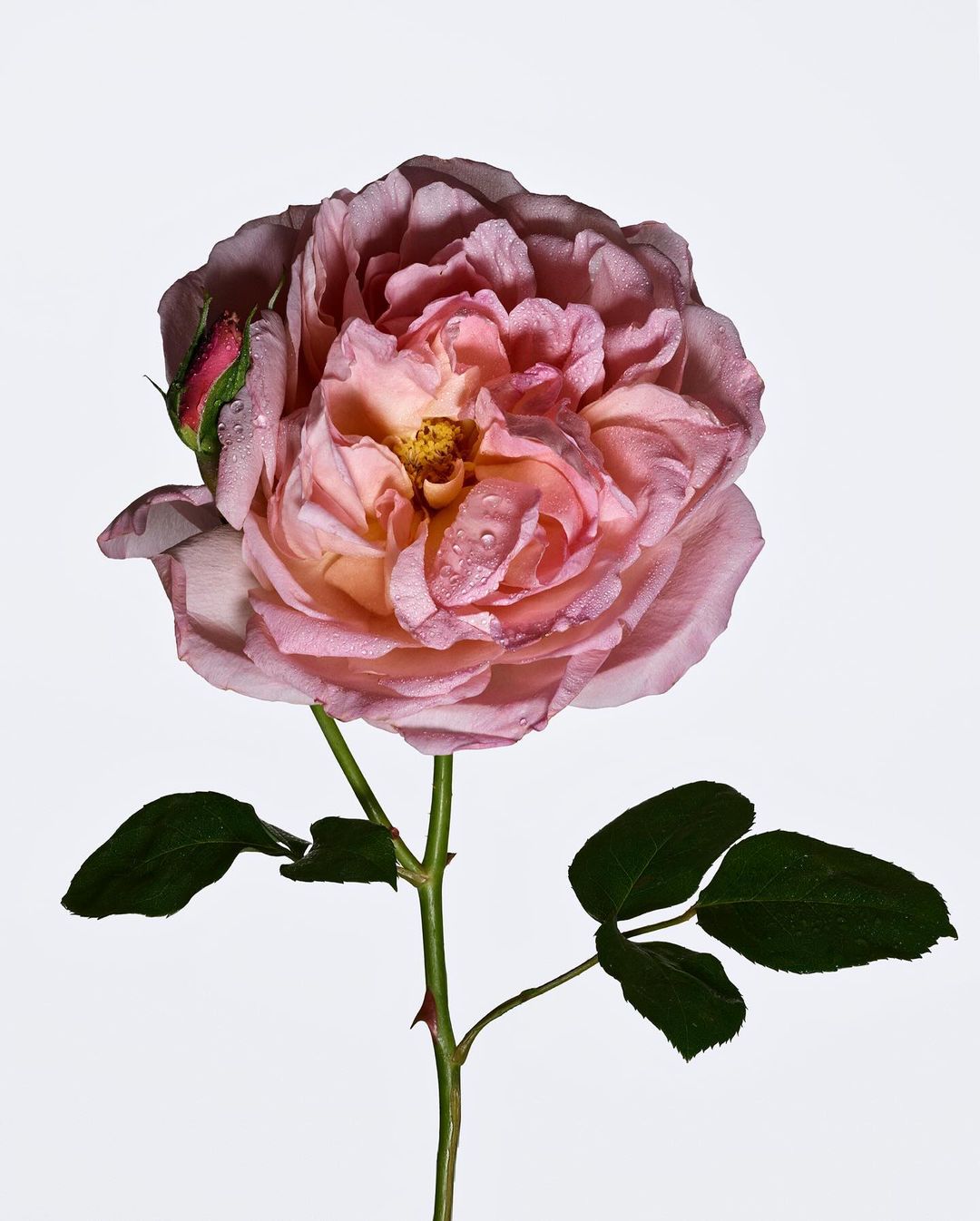 Close-up shot of a single pink rose with water droplets on its petals against a white backdrop, capturing its detailed texture and beauty.