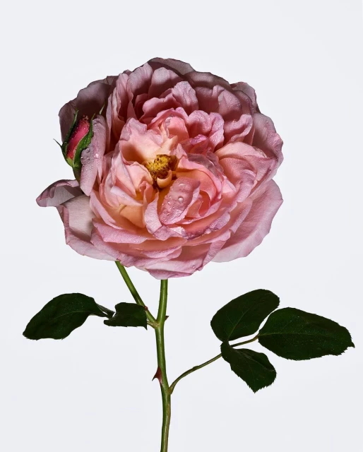 Close-up shot of a single pink rose with water droplets on its petals against a white backdrop, capturing its detailed texture and beauty.