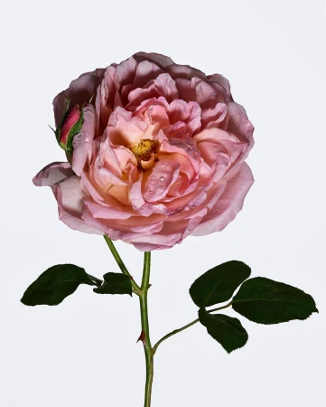 Close-up shot of a single pink rose with water droplets on its petals against a white backdrop, capturing its detailed texture and beauty.