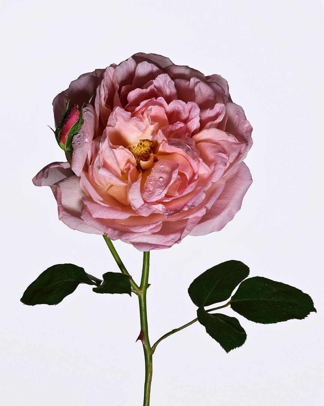 Close-up studio shot of a pink rose blossom with a bud, green stem and leaves on a white backdrop. Flower is detailed with water droplets.