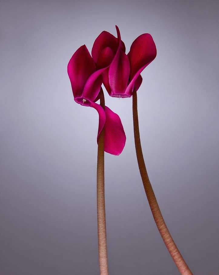 Close-up photograph of two magenta cyclamen flowers with textured stems on a light gray background, creating a striking floral image.