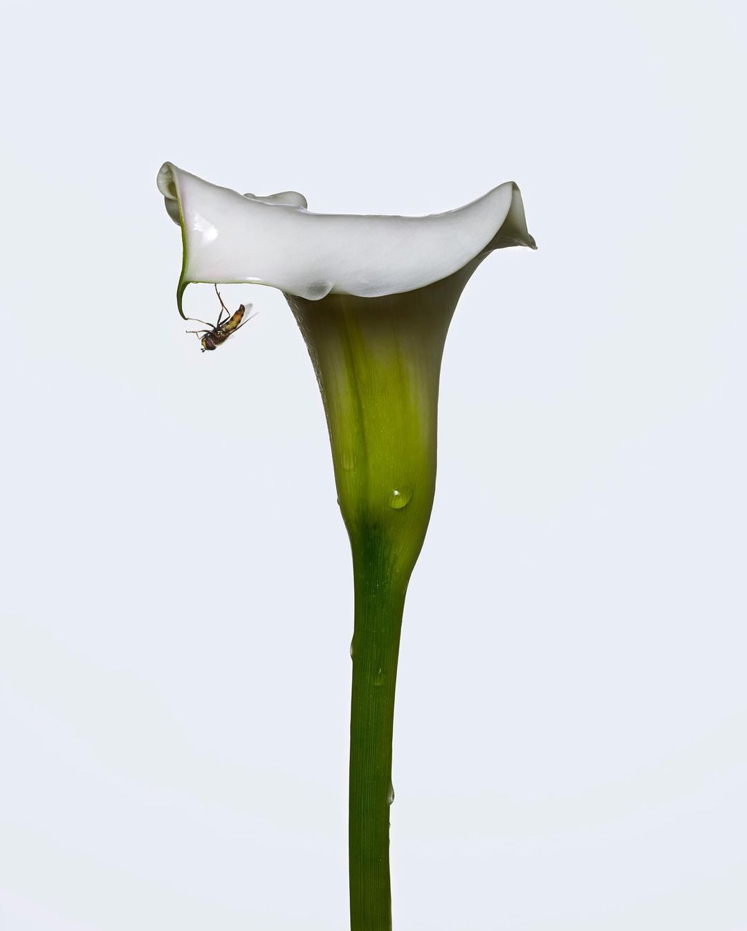Close-up of a white calla lily with a fly resting on its petal, set against a clean, bright backdrop, showcasing nature's details.
