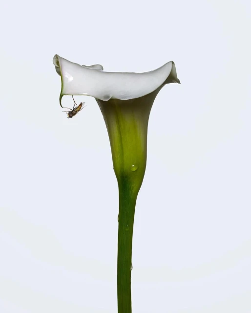 Close-up of a white calla lily with a fly resting on its petal, set against a clean, bright backdrop, showcasing nature's details.