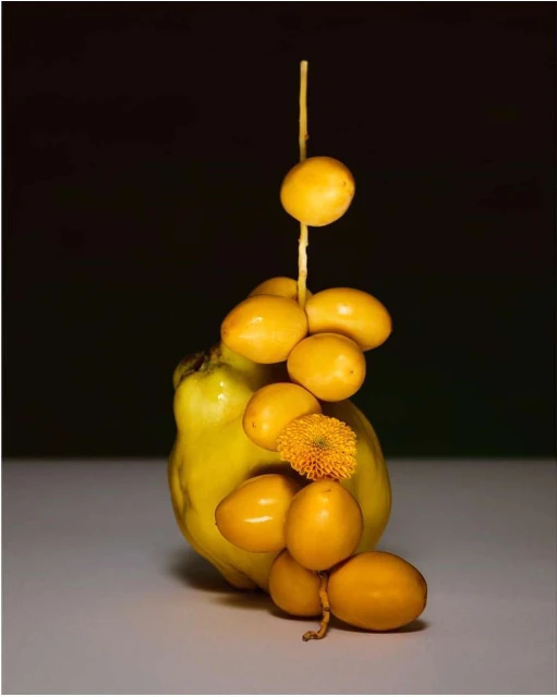 Still life photograph of a quince fruit with dates and a flower attached to a twig, set against a dark background.