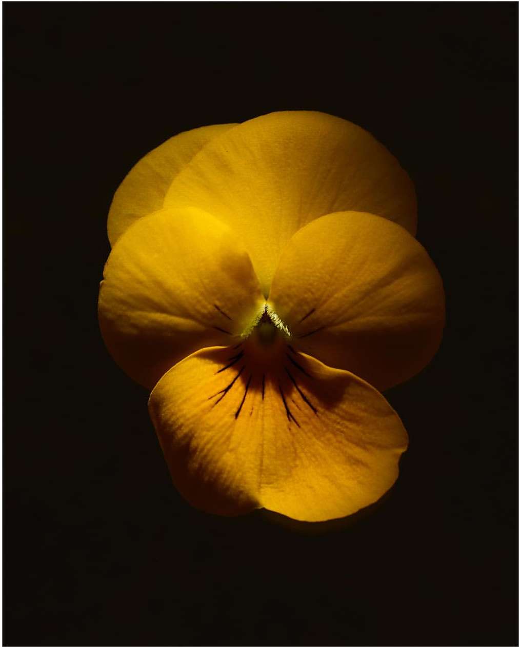 Close-up studio shot of a bright yellow pansy flower, showcasing its delicate petals and intricate details against a dark background.