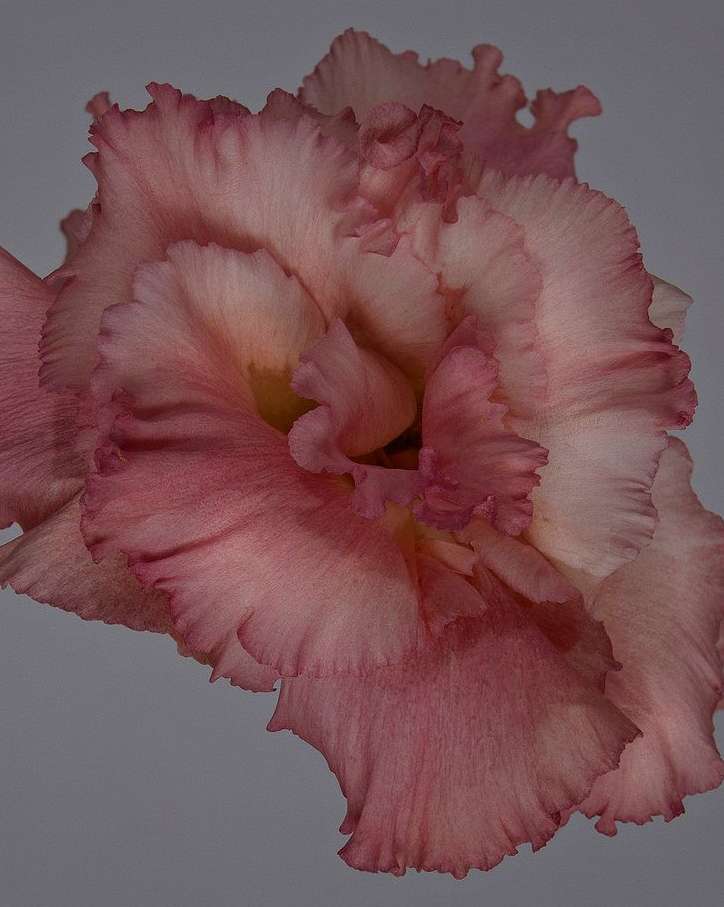 Close-up studio shot of a delicate, pink and white Eustoma flower with ruffled petals, showcasing its intricate details against a grey background.