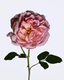 Close-up of a pink garden rose with water droplets on petals against a plain white background by Roberto Greco