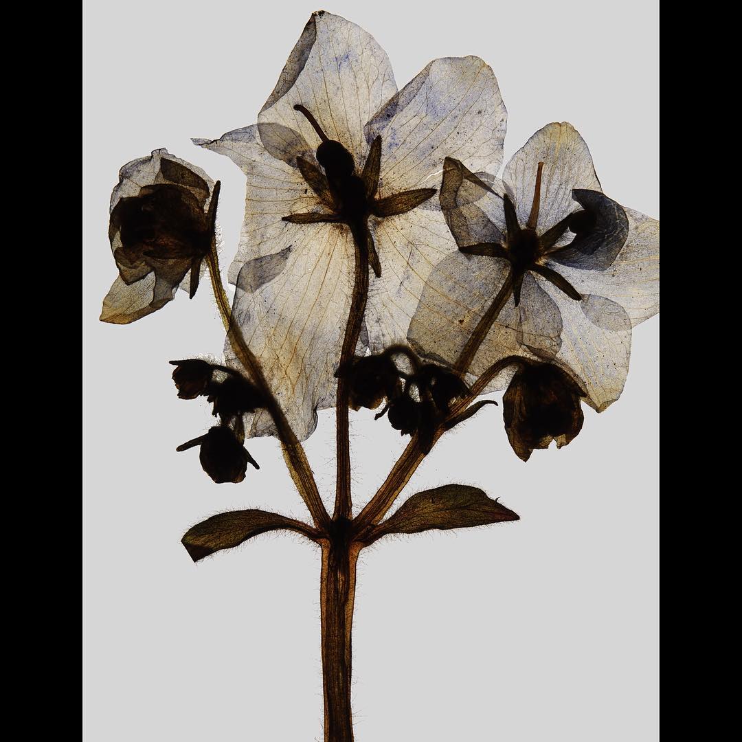 Delicate hellebore flowers with transparent petals are displayed against a neutral backdrop in a stunning botanical art photograph.