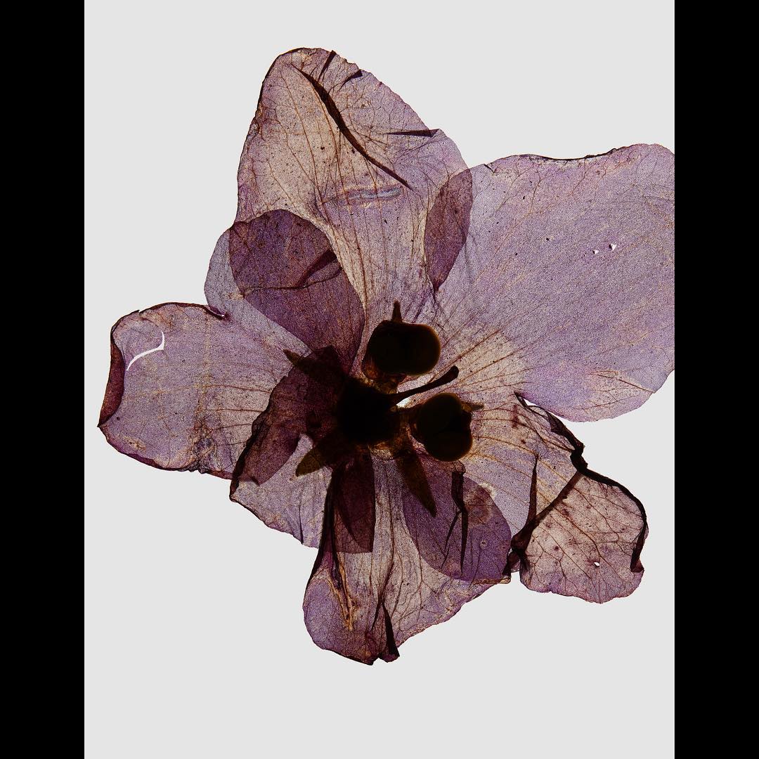 Close-up photo of a pressed flower, with delicate purple petals and dark center, set against a muted gray background in a studio shot.
