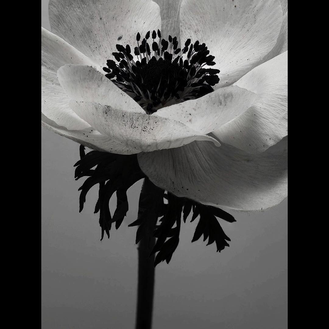 Monochrome close-up of a white anemone flower with dark center, silhouetted stem and leaves against a soft gray background.