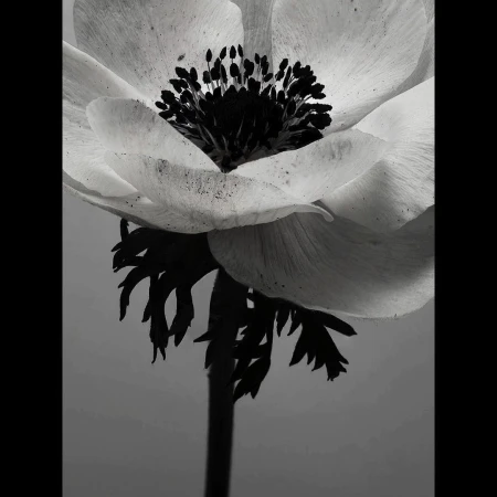Robin Broadbent