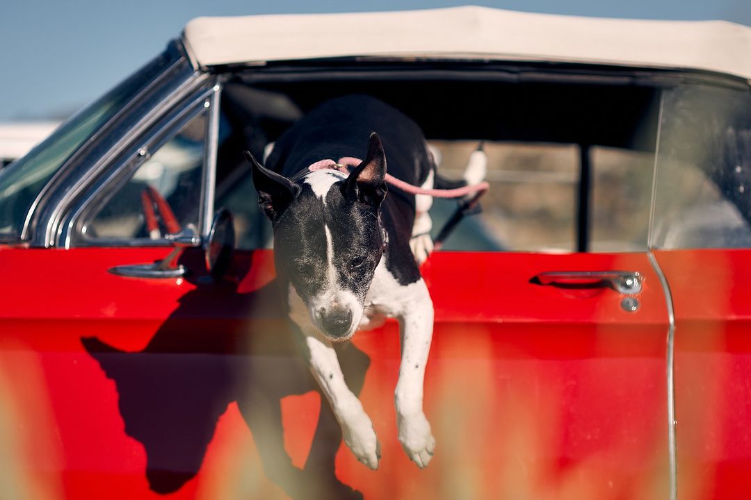 Black and white dog leans out of the open window of a red convertible car with a white top on a sunny day, looking downwards.