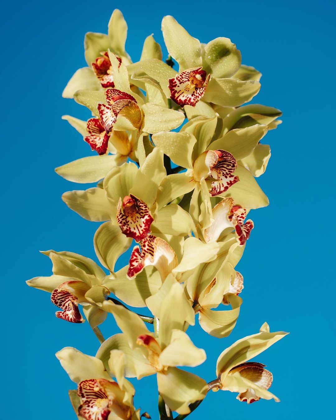 Close-up of a stem of light yellow orchids with red markings against a vibrant blue sky. Floral botanical beauty in natural light.