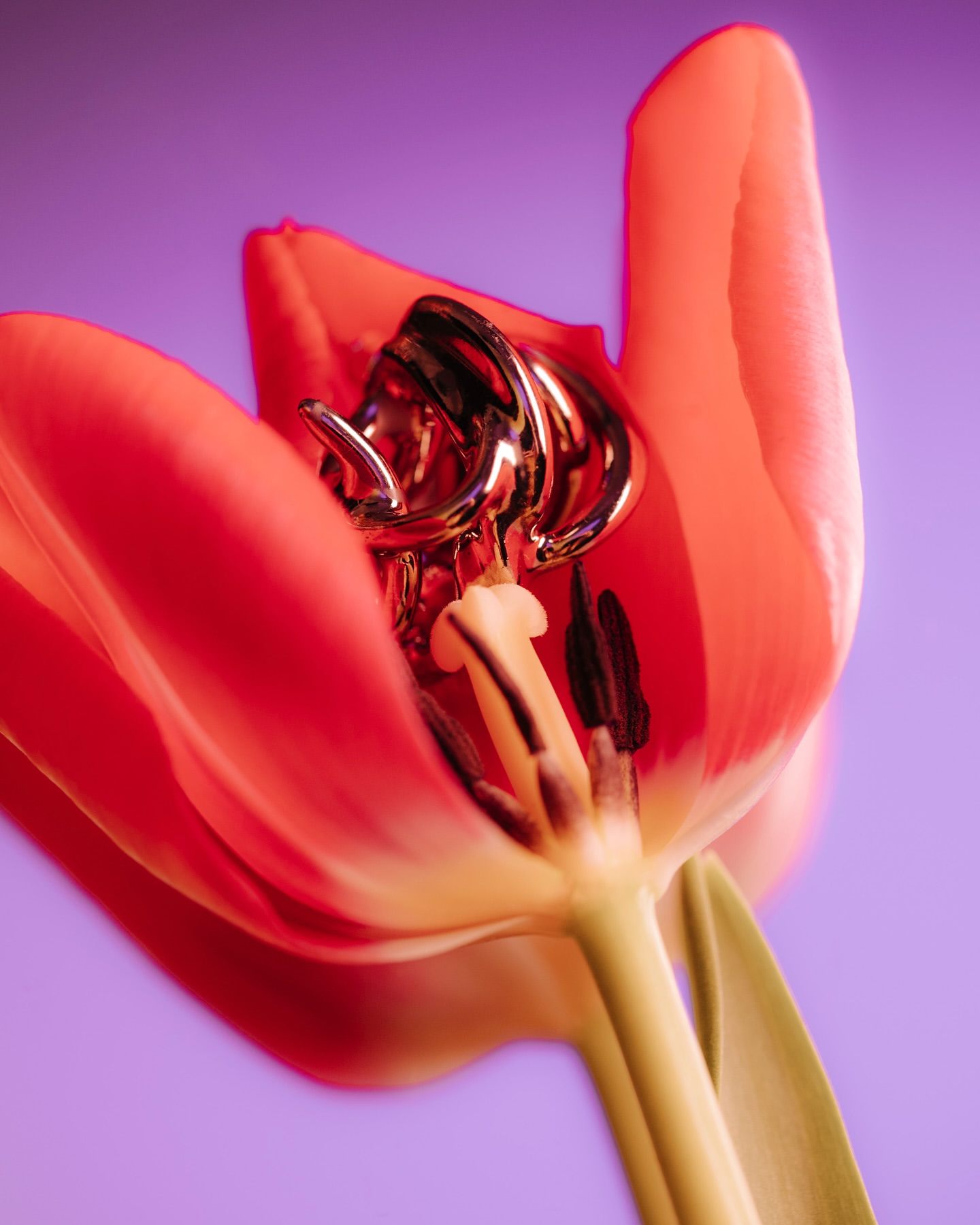Close-up shot of a bright red tulip flower with metal coils inside, set against a soft gradient purple background.