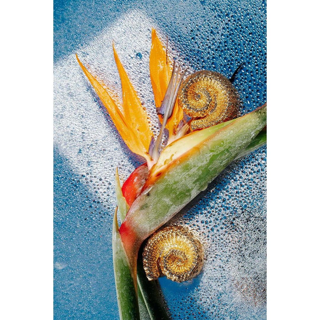 Overhead shot of a Bird of Paradise flower against a textured blue surface, adorned with two spiral snail shells, studio lighting.