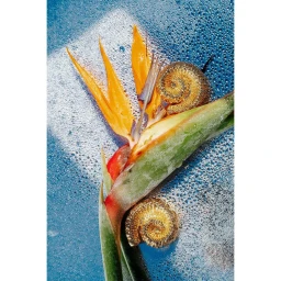 Close-up macro shot of a bird of paradise flower and two spiraled shells resting on a wet blue surface with soap suds.