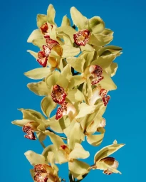 Close-up of pale green orchid blossoms with dark red centers against a solid bright blue sky