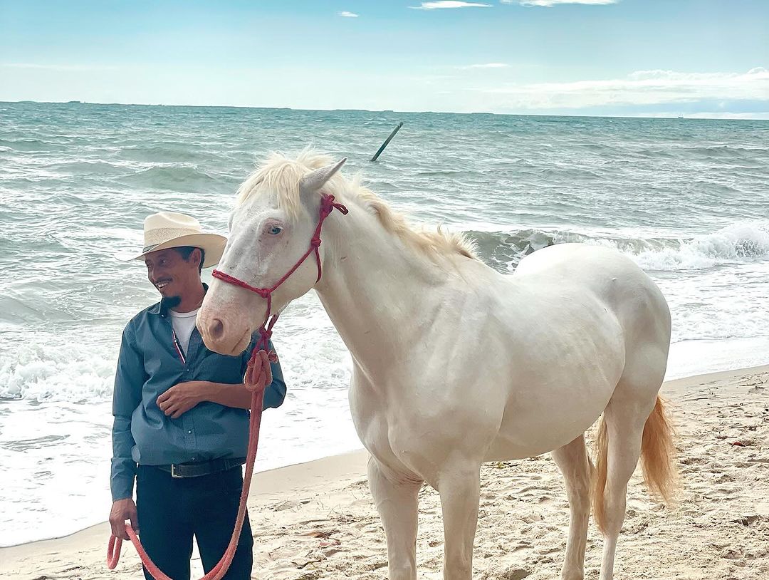 A man in a cowboy hat holds a white horse on a sandy beach with a wavy ocean and cloudy sky in the background under bright daylight.