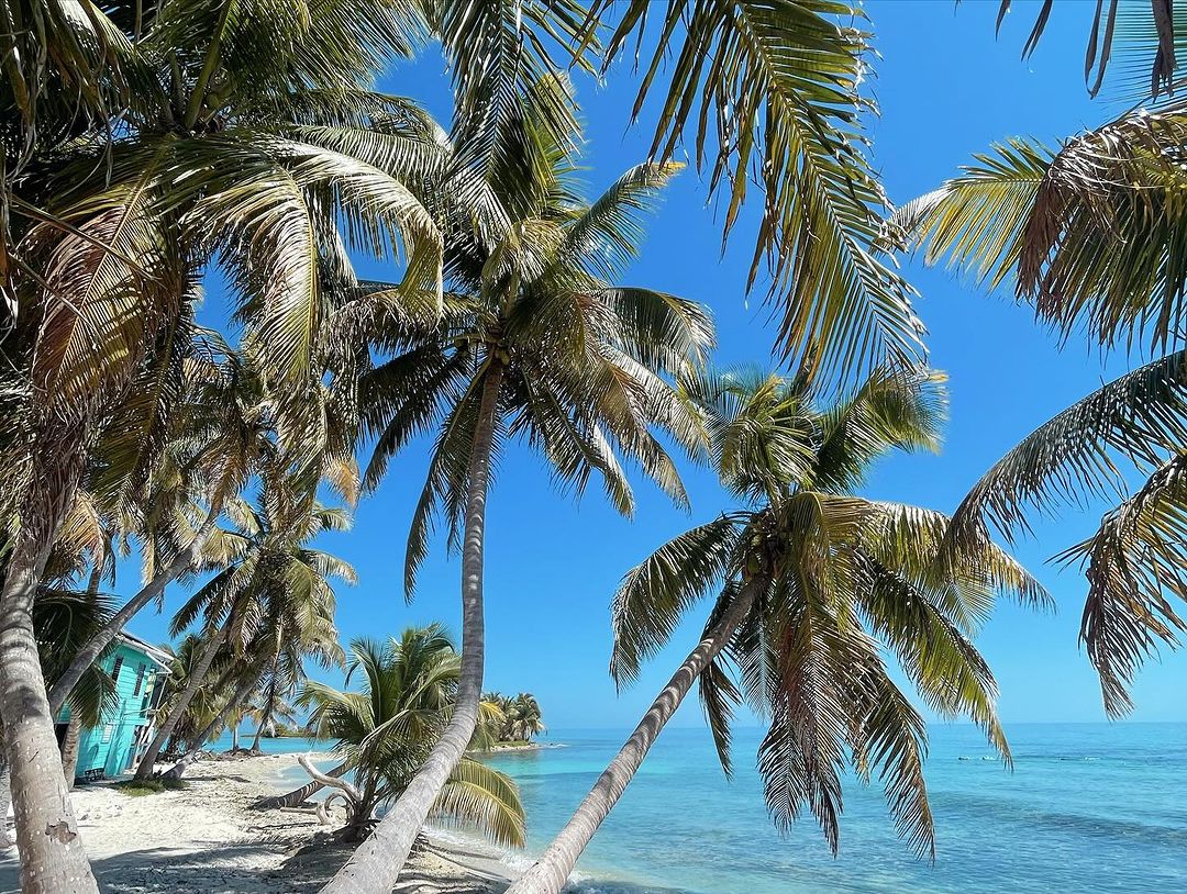 Tropical beach scene with palm trees framing turquoise ocean and blue sky, featuring a small beach house in the background.