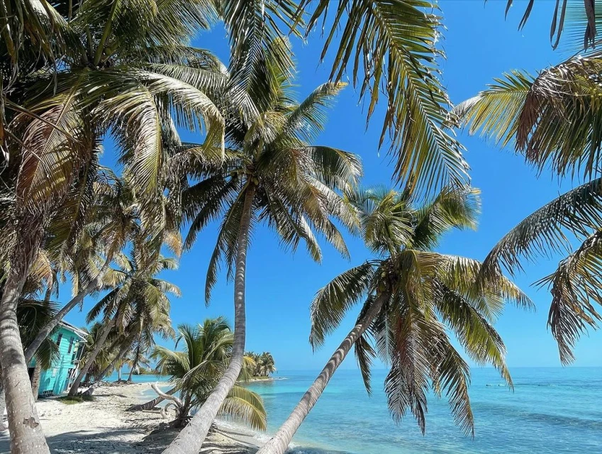Tropical beach scene with palm trees framing turquoise ocean and blue sky, featuring a small beach house in the background.