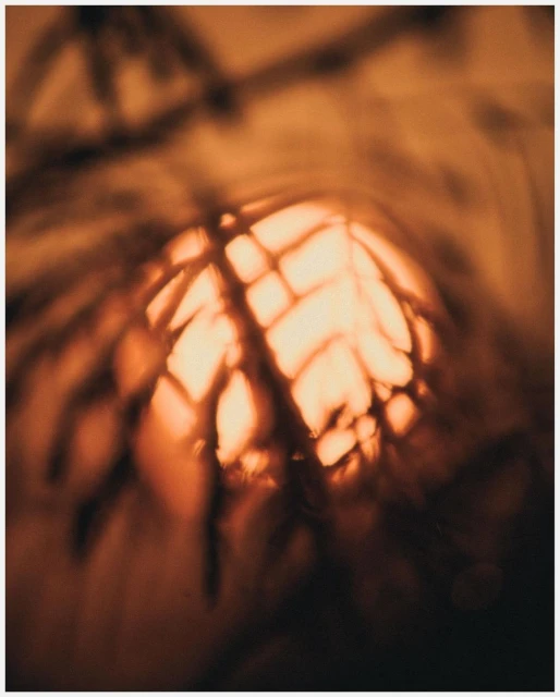 Close-up, blurred image of an indoor plant with geometric shadows, creating a warm, organic, and abstracted botanical vibe.