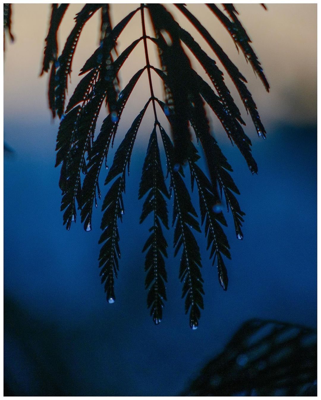 Close-up of water droplets on a plant leaf with intricate textures and a dark, desaturated color palette creating a tranquil mood.