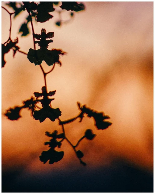 A close-up photograph showcases a silhouette of an orchid branch against a blurred background of orange and purple hues, creating a soft, dreamy effect.