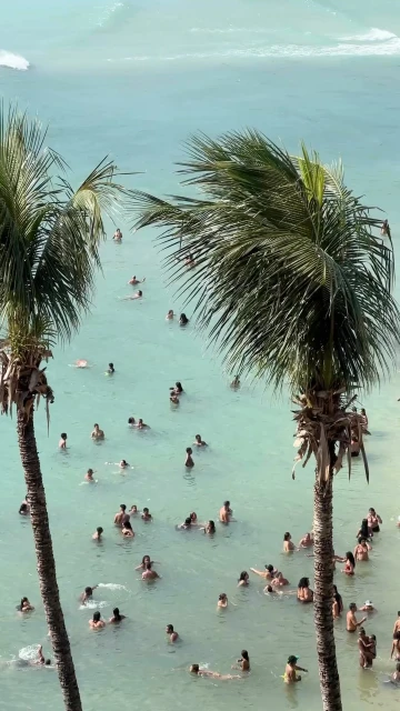 Aerial view of many people swimming and wading in turquoise ocean water near a sandy beach, framed by two palm trees on either side.