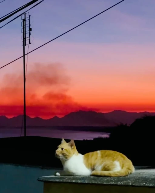 A ginger and white cat sits on a rooftop against a dusky sky with distant mountains, power lines, and an antenna silhouetted.