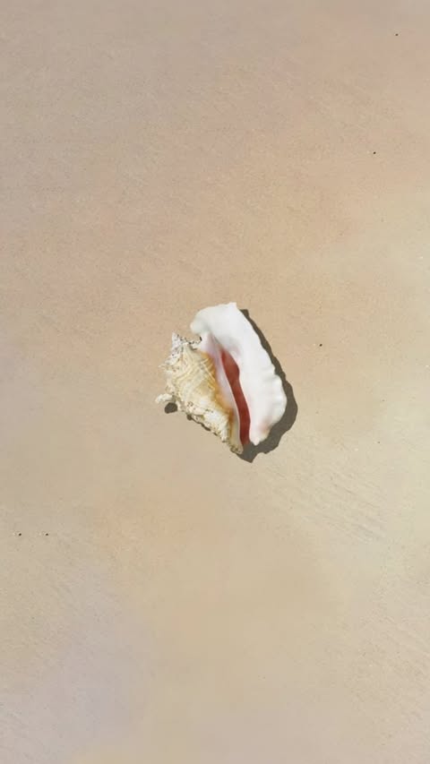 Macro vertical shot of a textured white and red conch seashell on a beige sandy beach surface in bright sunlight.