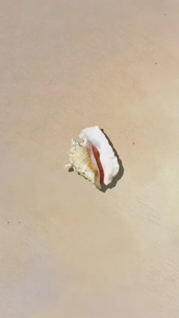 Macro vertical shot of a textured white and red conch seashell on a beige sandy beach surface in bright sunlight.