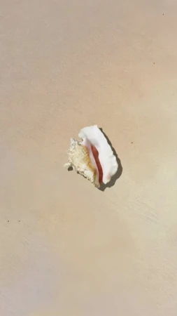 Macro vertical shot of a textured white and red conch seashell on a beige sandy beach surface in bright sunlight.
