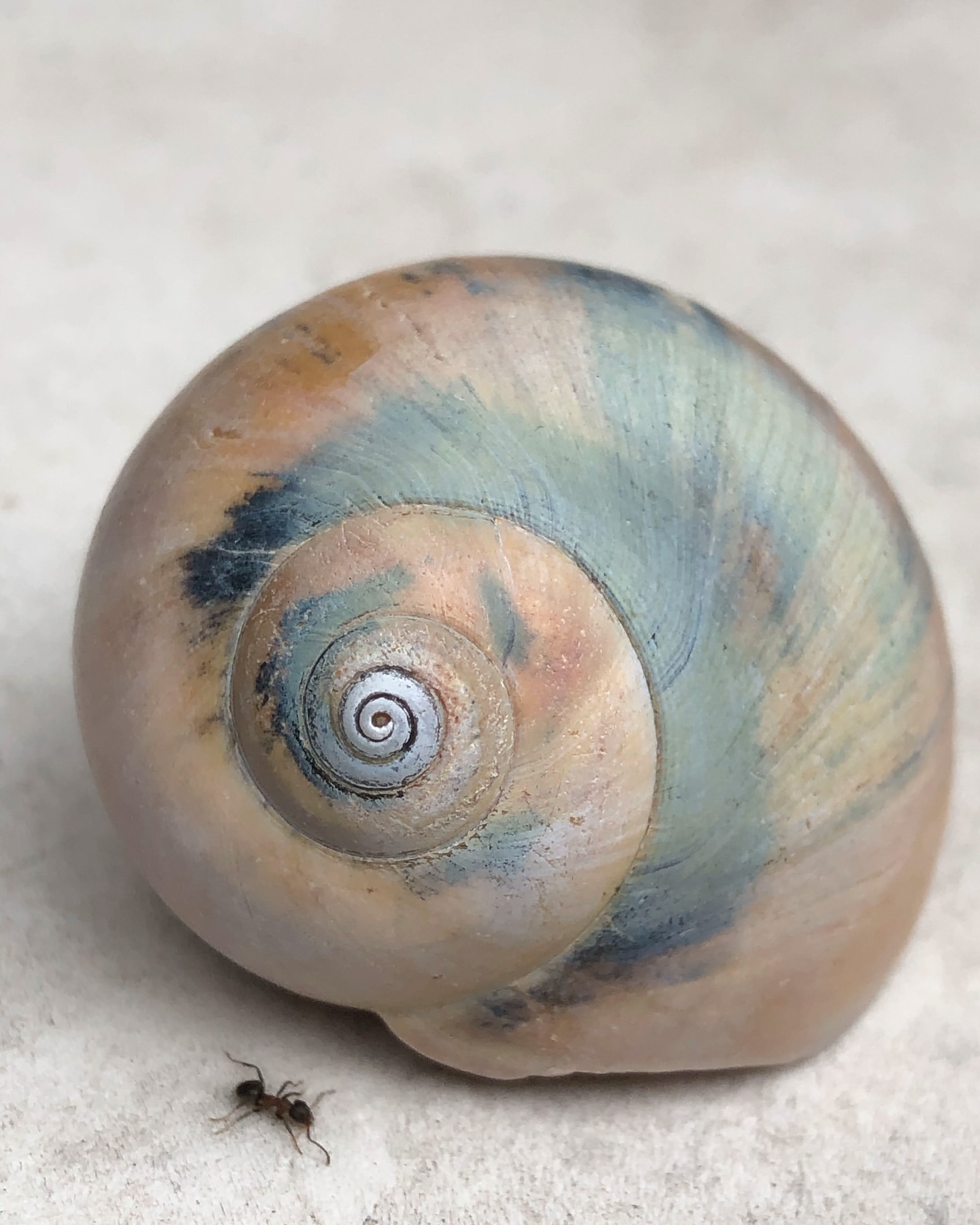 Macro photo of a tan and teal sea shell with a spiraling pattern next to a small black ant against a neutral background.